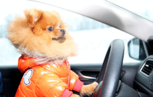 運転席にいる犬のイメージ写真