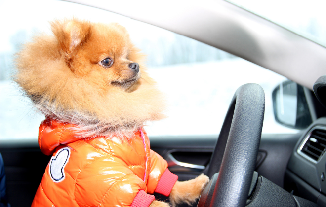 運転席にいる犬のイメージ写真