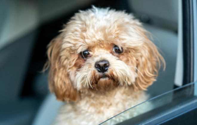 車の中からこちらをみている犬のイメージ写真