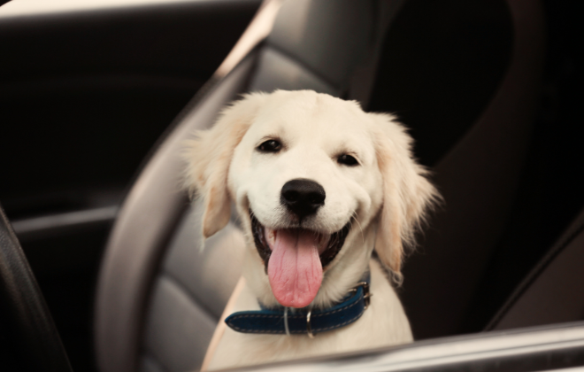 車内にいる犬がこちらをみているイメージ写真