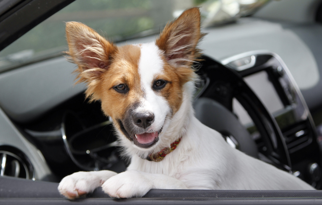 ペットが車に乗っているイメージ写真