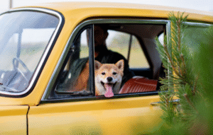 車に乗っているペットのイメージ写真