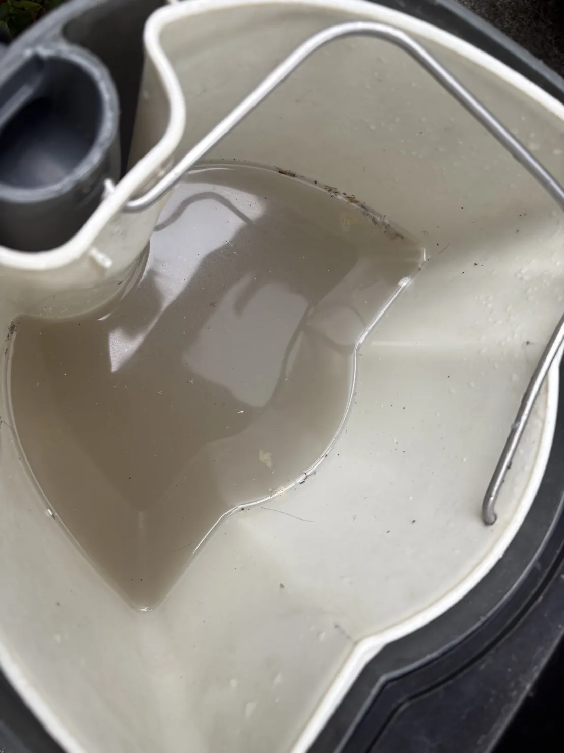 白いバケツに溜まった濁った水。ベージュがかった濁り方で、細かいゴミと毛のようなものが浮いている。バケツの縁に金属の取っ手、左奥にグレーの容器